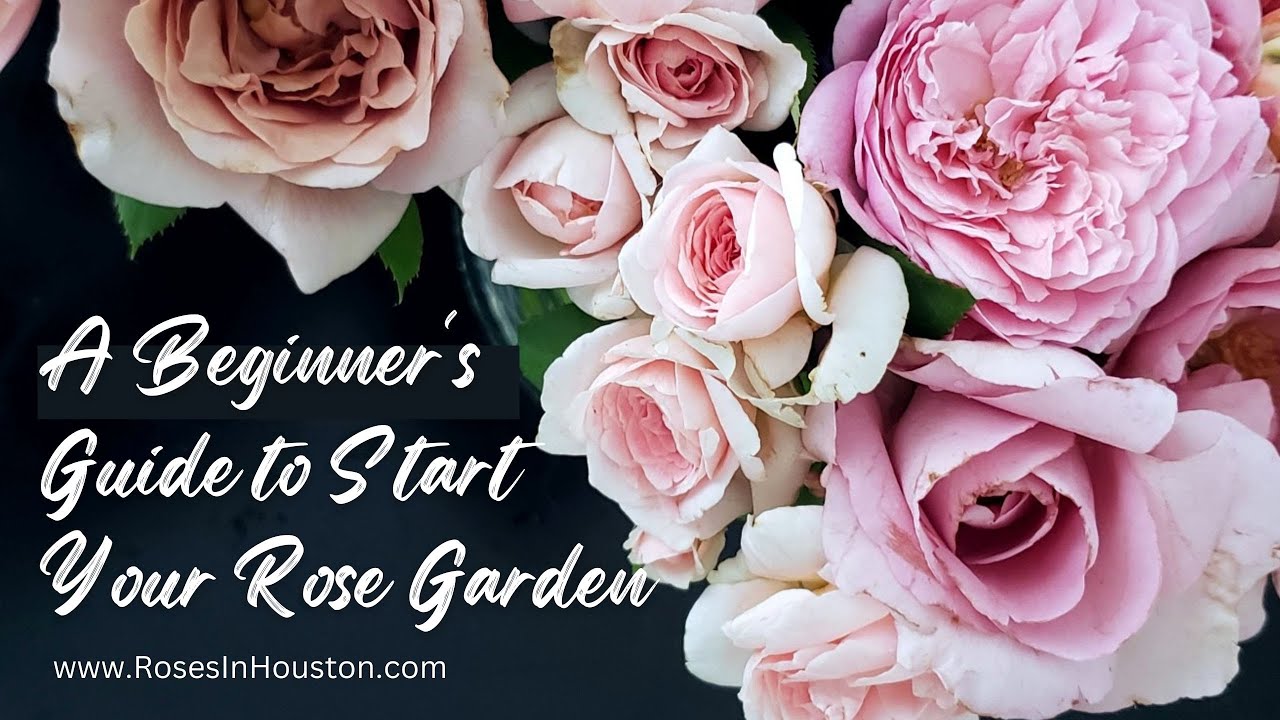 A beginner's guide to joyfully start your rose journey (see a link in ...
