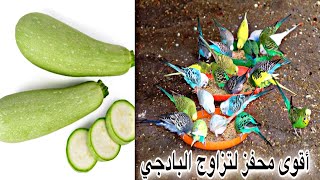 تقديم الكوسا لطيور البادجي