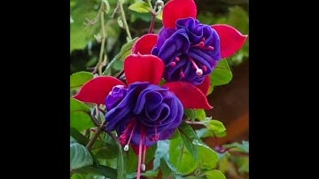 قراءة للشيخ صلاح بو خاطر من سورة (المؤمنون) الآيات (1-74)