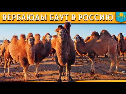 🐫 Baurzhan Ospanov gifts camels to Yeragiy Gishlarkaev. Kazakh Bactrians are heading to Volgograd