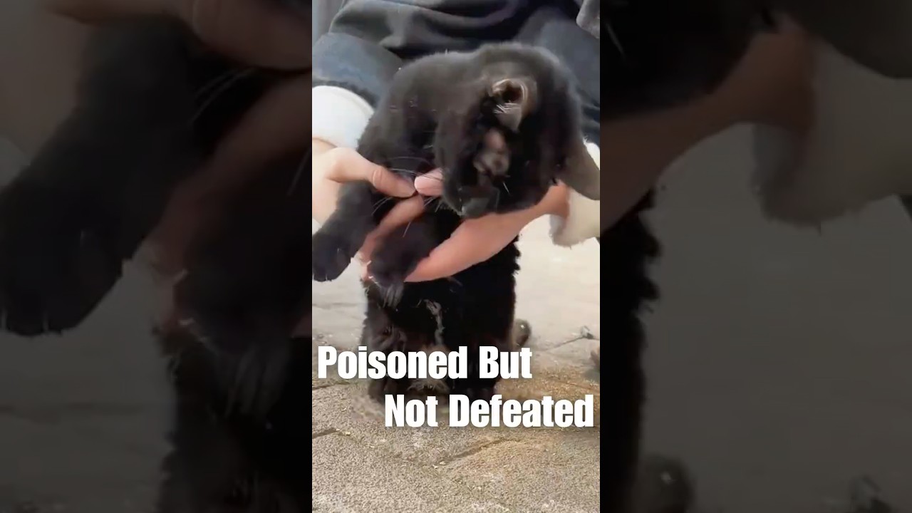 Poisoned But Not Defeated 