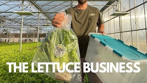 From Seed to Sale: Profitable Lettuce