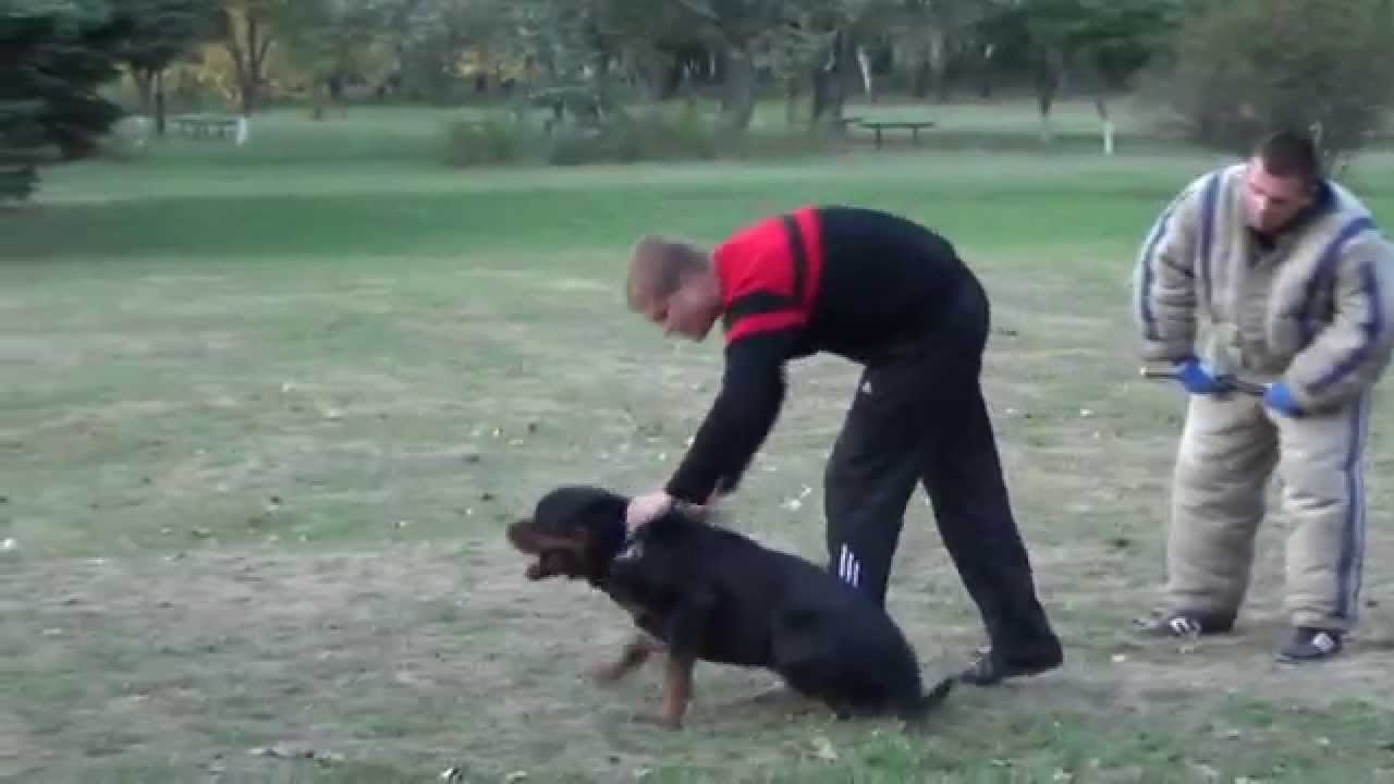 rottweiler attack training