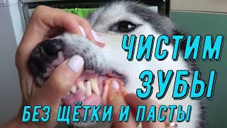видео: Как чистить зубы собаке ?/В домашних условиях картинка: Как чистить зубы собаке ?/В домашних условиях