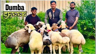 Dogistonlik qizlar ishtirokidagi porno video Saunada sikishayotgan talabalar video