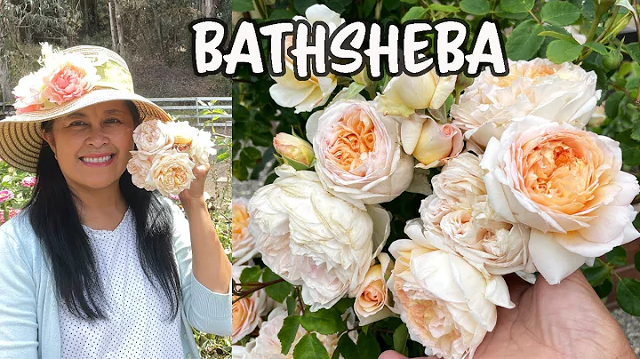 The AMAZING David Austin's Bathsheba Rose!