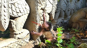 Baby monkey c_ries for Mom when c.limbing goes wrong!
