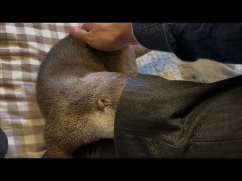 ??????? ???????????????? Otter that cannot be separated due to their strong adhesiveness