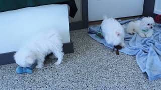 Ellie's Bichon Puppies