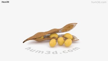 Soybean 3D model by 3DModels.org