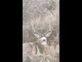 A Utah CWMU Deer Hunt