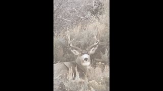 BIG FAT BUCK, A Utah Deer Hunt
