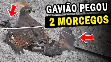 Por que o gavião grita?