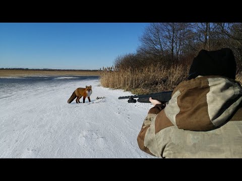 ТАКОЕ БЫВАЕТ РАЗ В ЖИЗНИ! Чем закончилась охота на зайца для рыжих лисиц?..