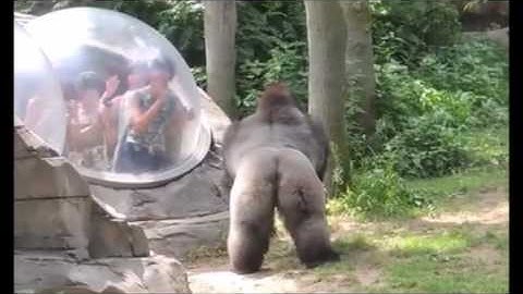 ゴリラを煽った結果...強化ガラス割られる