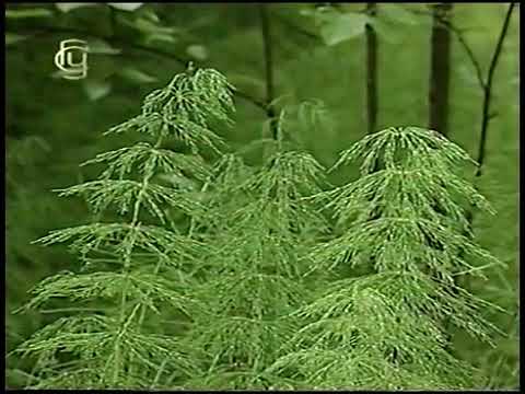мхи,плауны,хвощи,папоротники