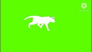 Green screen kucing berjalan,  no copyright