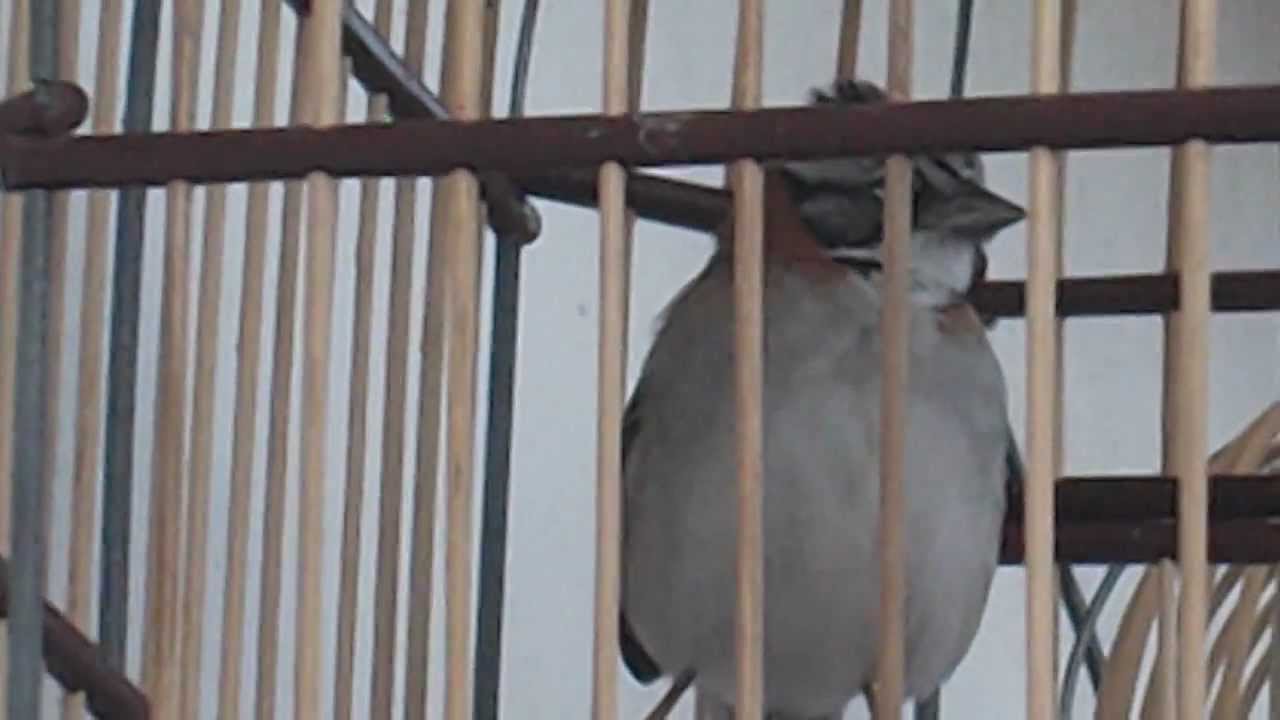 Canto Do Tico Tico Jesus Meu Deus O Rei Dos Jesus Meu Deus Tico Tico Youtube