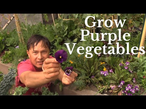 Video: Tomato Kuum: popis odrody, starostlivosť o rastliny