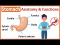 Understanding the Stomach