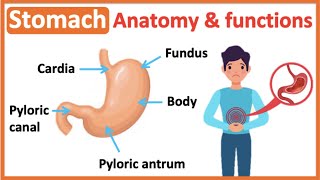 Stomach anatomy & function | Easy learning video
