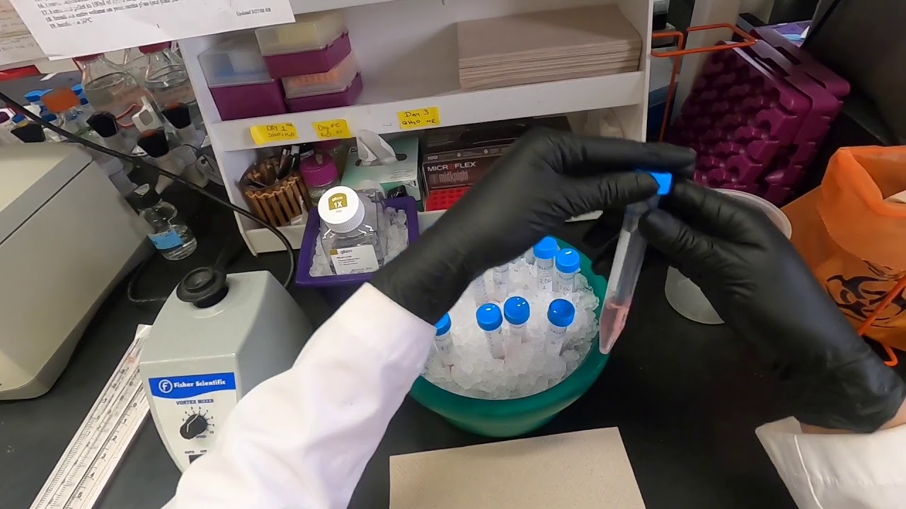Cell Cycle Analysis by Flow Cytometry - YouTube
