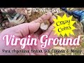 What do treasure hunters dream about? Virgin Ground