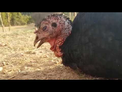 Julia, la pavita que busca amor farmers insurance