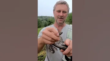 Укус медянки. #shorts  Смотрите полное видео