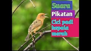 Suara pikat Cici padi(salome)