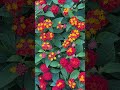 #flowers #nature #garden