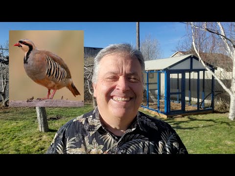 Video: Hvor er chukar hjemmehørende?