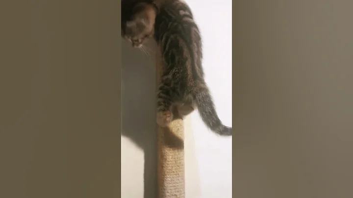 Video 616301: lynx bengal mix kittens, highland lynx bengal mix, exotic highland lynx bengal, bengalcat kittens cutecat cats, bengalcat cat pet, bengal kitten climbing, beautiful bengal kittens, cute bengal kitten, mother bengal