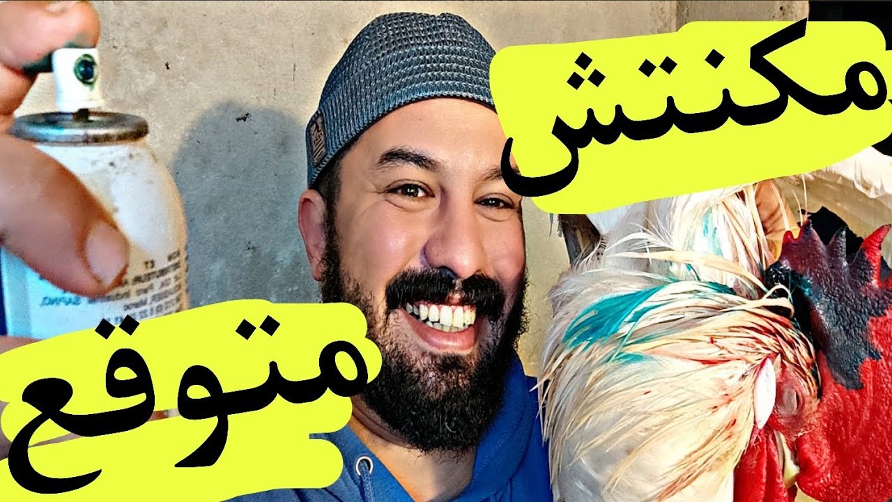 خطأ واحد يسبب نزيف رأس الدجاج! تعلم علاج بيك الدجاج وتفادي الخسائر #طريقة_تربية_دجاج #تغدية_دجاج #