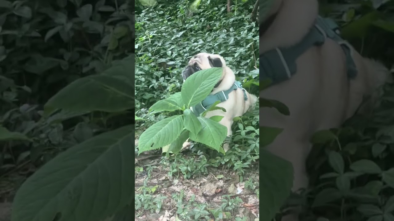 Stubborn Pug Pretends to Be Plant at Park