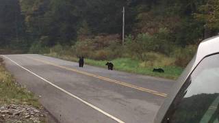 Pack of Black Bears in Pennsylvania - Amazing rare footage!