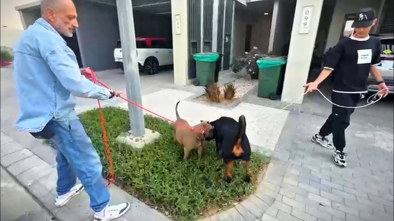 Как познакомить собак (Один из способов)