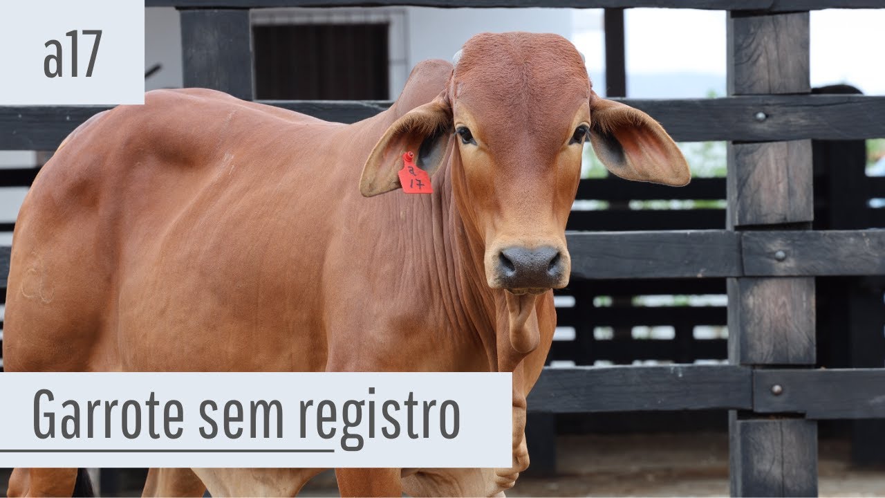 Garrote Sindi sem registro a17 - Vendas 2026.1