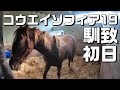 【馴致】コウエイソフィア19、馴致初日【調教】～若きサラブレッドの競走馬への道のり～