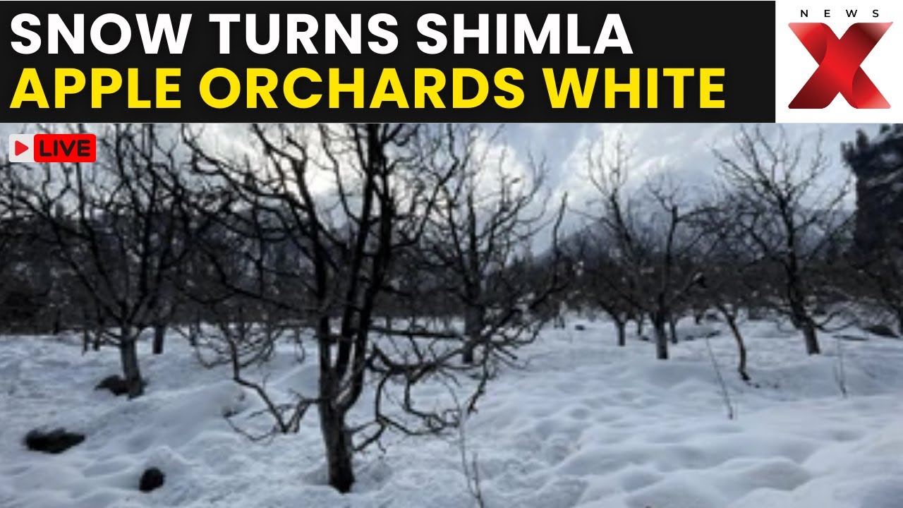 Himachal Pradesh Snowfall LIVE | Breathtaking Scenes as Snowfall Transforms Shimla’s Apple Belt