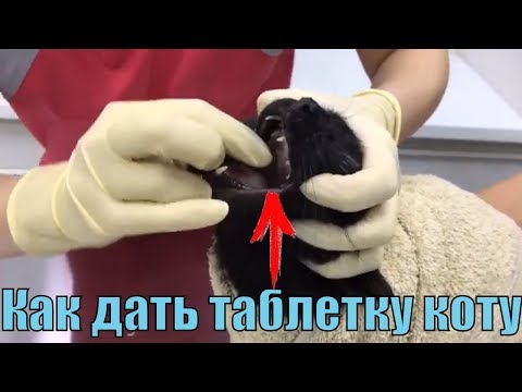 YouTube видео