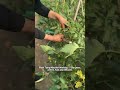 Perfect for tomato & greenhouse farming. #machine #farming