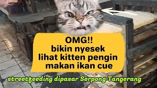 nyesek lihat kitten pengin makan ikan 😢 #pedulikucingjalanan #kucinglucu #cat