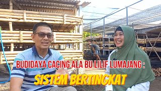 BUDIDAYA CACING ALA BU LILIF LUMAJANG : SISTEM BERTINGKAT