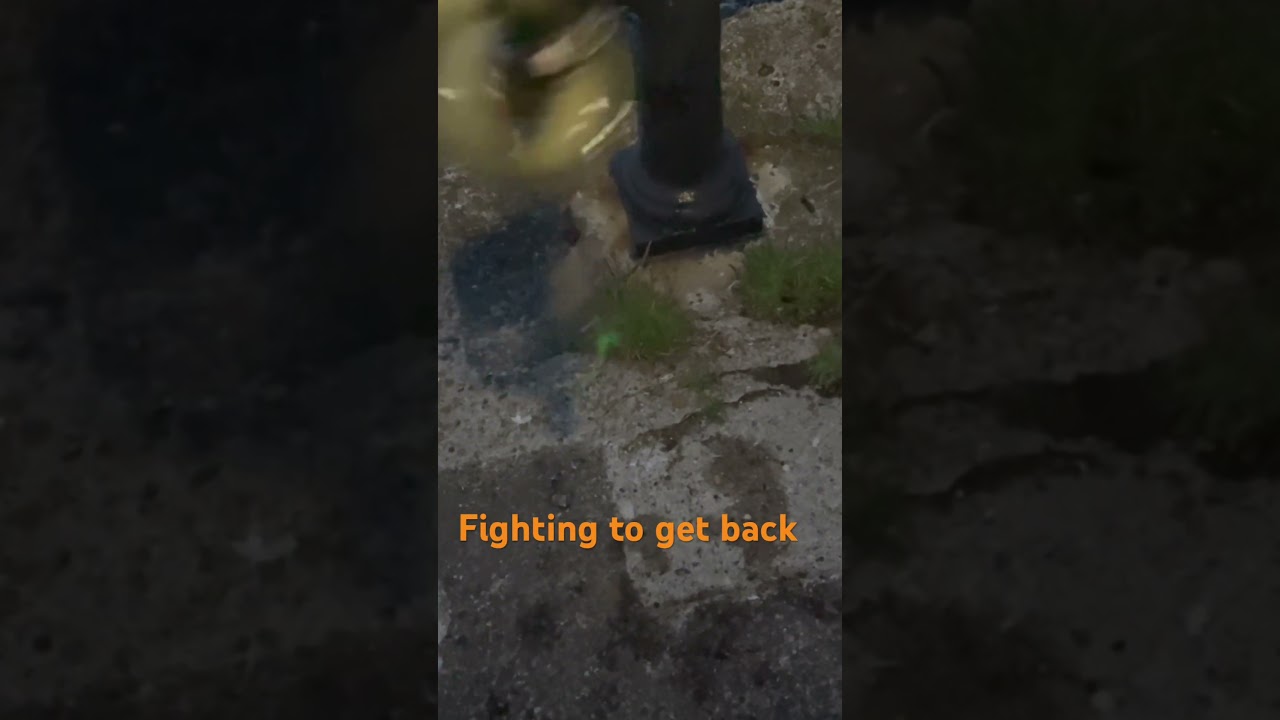 Common eel making knots 