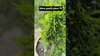 #plants #nature More pankh plant ☘️