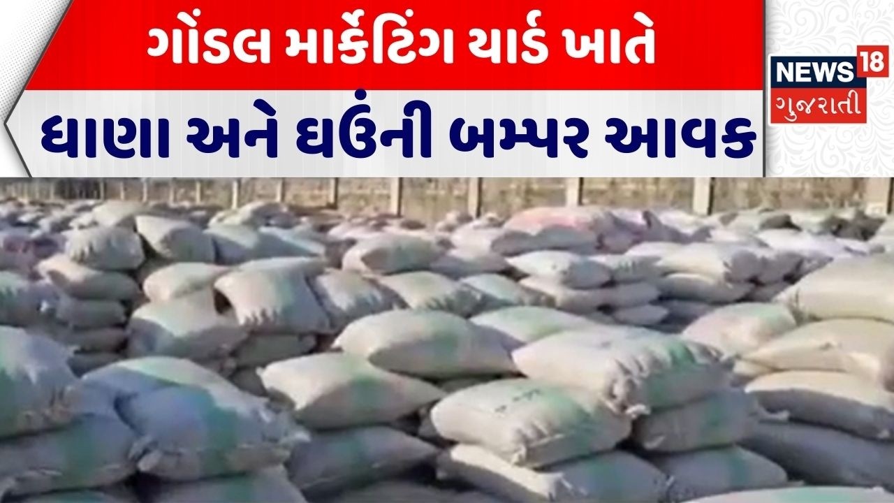 Gondal marketing Yard | ગોંડલ માર્કેટિંગ યાર્ડ ખાતે ધાણા અને ઘઉંની બમ્પર આવક | APMC | Gujarati News