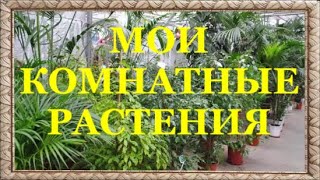 Мои Комнатные Растения. Цветы Для Дома. Самые Полезные Комнатные Растения Для Вашего Дома