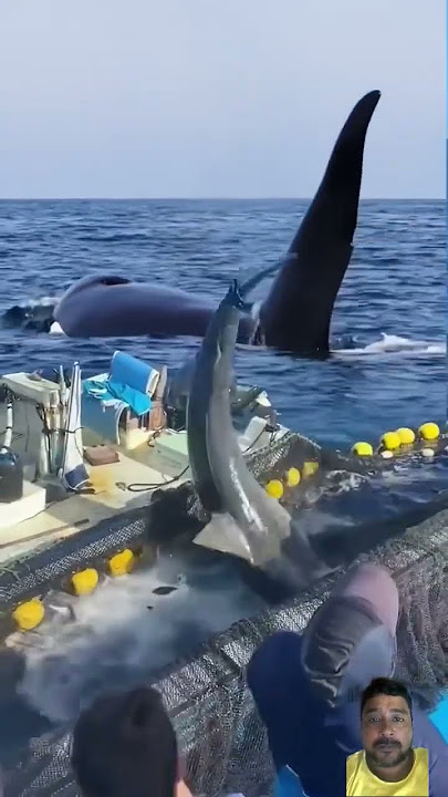 Big Shark 🦈🦈 #shark #ocean #whale #fish #dolphin #shortsviral #nature #yearofyou #epic #fishing