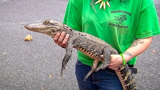 Captured on camera: 3-foot alligator found in Lehigh River